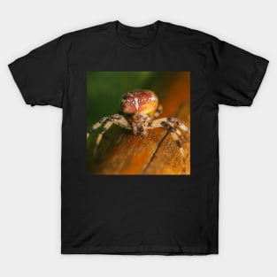 Brown Orb Weaver T-Shirt